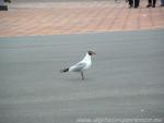 DSCF0226